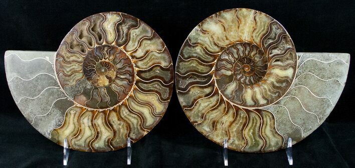 Gorgeous Split Ammonite Pair - Agatized #12457